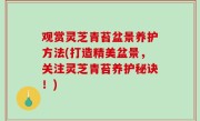 观赏灵芝青苔盆景养护方法(打造精美盆景，关注灵芝青苔养护秘诀！)