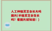 人工种植灵芝会长大吗图片(手植灵芝会生长吗？看图片就知道！)