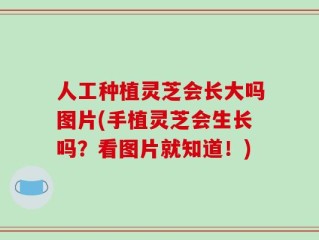 人工种植灵芝会长大吗图片(手植灵芝会生长吗？看图片就知道！)
