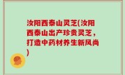 汝阳西泰山灵芝(汝阳西泰山出产珍贵灵芝，打造中药材养生新风尚)