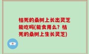 枯死的桑树上长出灵芝能吃吗(能食用么？枯死的桑树上生长灵芝)