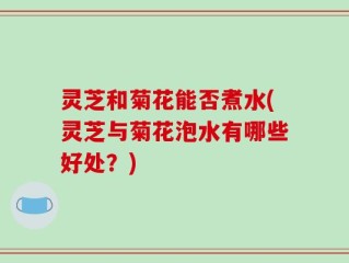 灵芝和菊花能否煮水(灵芝与菊花泡水有哪些好处？)