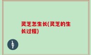 灵芝怎生长(灵芝的生长过程)