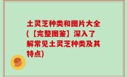 土灵芝种类和图片大全(【完整图鉴】深入了解常见土灵芝种类及其特点)