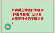 白肉灵芝种植野生区别(野生与栽培：认识白肉灵芝种植的不同之处)