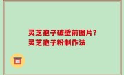灵芝孢子破壁前图片？灵芝孢子粉制作法