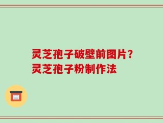 灵芝孢子破壁前图片？灵芝孢子粉制作法