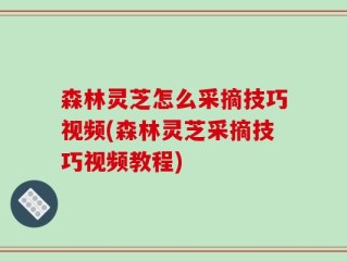 森林灵芝怎么采摘技巧视频(森林灵芝采摘技巧视频教程)