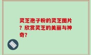 灵芝孢子粉的灵芝图片？欣赏灵芝的美丽与神奇？
