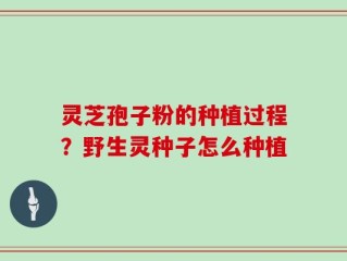 灵芝孢子粉的种植过程？野生灵种子怎么种植