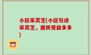 小区采灵芝(小区引进采灵芝，居民受益多多)