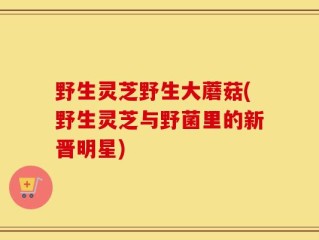 野生灵芝野生大蘑菇(野生灵芝与野菌里的新晋明星)