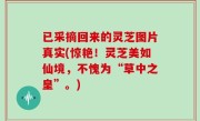 已采摘回来的灵芝图片真实(惊艳！灵芝美如仙境，不愧为“草中之皇”。)