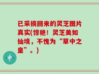 已采摘回来的灵芝图片真实(惊艳！灵芝美如仙境，不愧为“草中之皇”。)