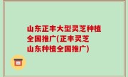 山东正丰大型灵芝种植全国推广(正丰灵芝 山东种植全国推广)