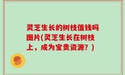 灵芝生长的树枝值钱吗图片(灵芝生长在树枝上，成为宝贵资源？)