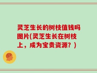 灵芝生长的树枝值钱吗图片(灵芝生长在树枝上，成为宝贵资源？)