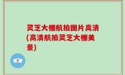 灵芝大棚航拍图片高清(高清航拍灵芝大棚美景)
