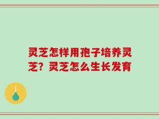 灵芝怎样用孢子培养灵芝？灵芝怎么生长发育
