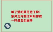 破了壁的灵芝孢子粉？紫灵芝片熬过以后像胶一样是怎么回事