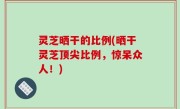 灵芝晒干的比例(晒干灵芝顶尖比例，惊呆众人！)
