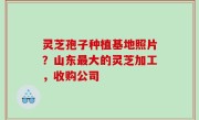 灵芝孢子种植基地照片？山东最大的灵芝加工，收购公司