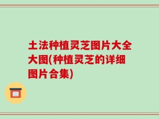 土法种植灵芝图片大全大图(种植灵芝的详细图片合集)