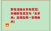 野生活体太岁肉灵芝(珍稀野生灵芝与「太岁肉」出现在同一生物体内)