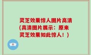 灵芝效果惊人图片高清(高清图片展示：原来灵芝效果如此惊人！)