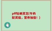 pff牡蛎灵芝(牛奶配灵菇，营养加倍！)