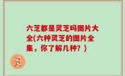 六芝都是灵芝吗图片大全(六种灵芝的图片全集，你了解几种？)