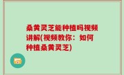 桑黄灵芝能种植吗视频讲解(视频教你：如何种植桑黄灵芝)