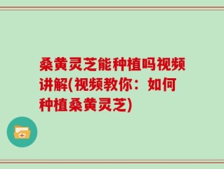 桑黄灵芝能种植吗视频讲解(视频教你：如何种植桑黄灵芝)