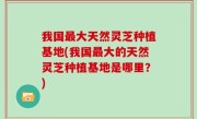 我国最大天然灵芝种植基地(我国最大的天然灵芝种植基地是哪里？)