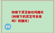 树根下灵芝能吃吗图片(树根下的灵芝可食用吗？附图片)