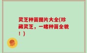 灵芝种苗图片大全(珍藏灵芝，一睹种苗全貌！)