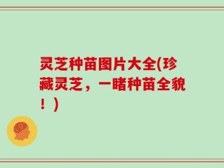 灵芝种苗图片大全(珍藏灵芝，一睹种苗全貌！)