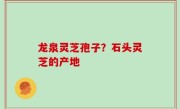 龙泉灵芝孢子？石头灵芝的产地
