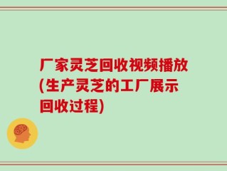 厂家灵芝回收视频播放(生产灵芝的工厂展示回收过程)