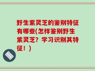 野生紫灵芝的鉴别特征有哪些(怎样鉴别野生紫灵芝？学习识别其特征！)