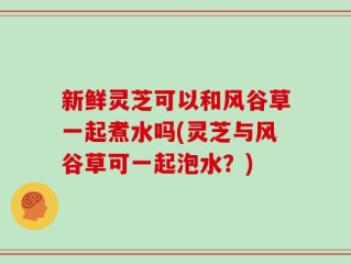 新鲜灵芝可以和风谷草一起煮水吗(灵芝与风谷草可一起泡水？)