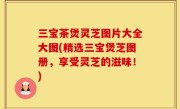 三宝茶煲灵芝图片大全大图(精选三宝煲芝图册，享受灵芝的滋味！)