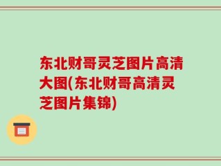 东北财哥灵芝图片高清大图(东北财哥高清灵芝图片集锦)