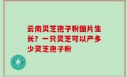 云南灵芝孢子粉图片生长？一只灵芝可以产多少灵芝孢子粉