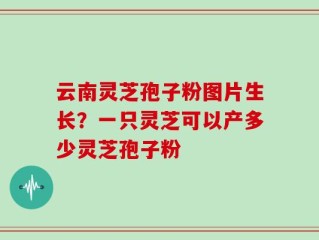 云南灵芝孢子粉图片生长？一只灵芝可以产多少灵芝孢子粉