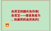 白灵芝的图片及作用(白灵芝——提高免疫力，抗疲劳的自然良药)