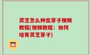 灵芝怎么种出芽子视频教程(视频教程：如何培育灵芝芽子)