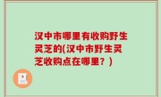 汉中市哪里有收购野生灵芝的(汉中市野生灵芝收购点在哪里？)