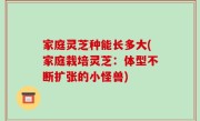 家庭灵芝种能长多大(家庭栽培灵芝：体型不断扩张的小怪兽)