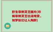 野生带刺灵芝图片(珍稀带刺灵芝壮阔观赏，如梦似幻让人陶醉)